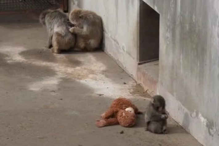 Filhote de macaco que comoveu a internet após adotar pelúcia é aceito por grupo em zoológico do Japão – Reprodução/X/@heavensbvnny