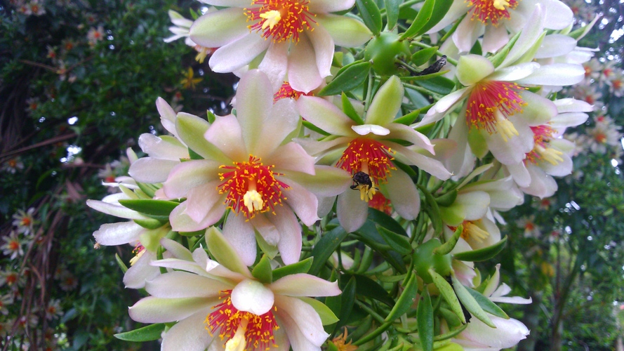 <p>Muita gente fica confusa ao ver fotos da ora-pro-nóbis porque são flores, mas também são frutos. É que depois que a flor passa, ela se transforma em fruto. A planta cresce de forma escandente, ou seja, gosta de se apoiar em cercas e muros. Esse hábito facilita seu cultivo em quintais e hortas caseiras. </p>

