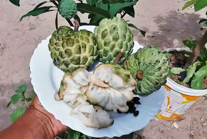 Fruta-do-conde: sabor doce e textura cremosa que agradam ao paladar