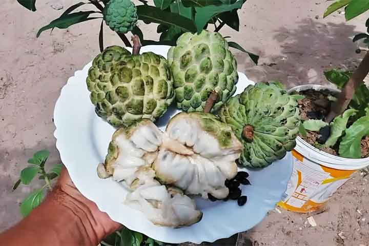 Fruta-do-conde - Reprodução do Youtube