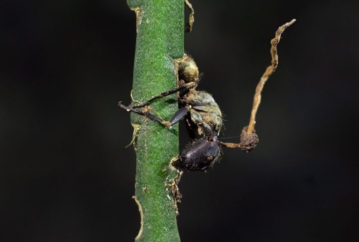 Fungo Ophiocordyceps – Denis Zabin/iNaturalist