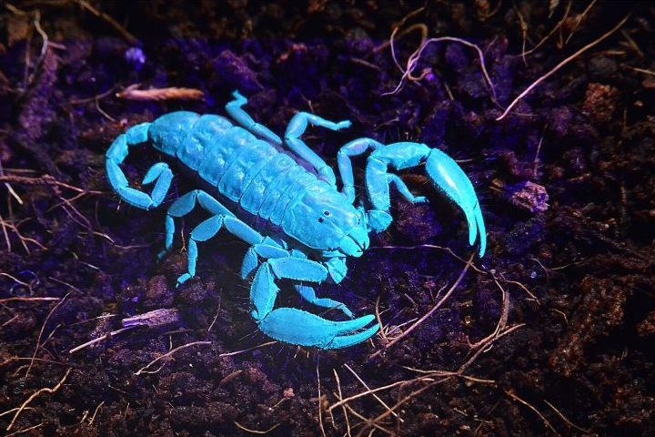 Um espetáculo da natureza que para muitos pode parecer fantasia na verdade é um fenômeno biológico real. Sob a luz ultravioleta (UV), alguns animais como escorpiões e determinados mamíferos podem assumir tons rosados ou azul-fluorescentes. -  (crédito: Wikimedia Commons/Polina Razumova p_rozum)