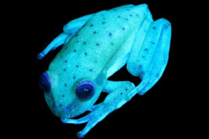 Animais brilham no escuro, luz UV, fotoluminescência – Wikimedia Commons/Casa Rosada