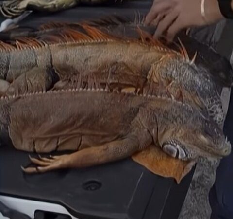 Por que iguanas estão caindo das árvores durante onda de frio na Flórida