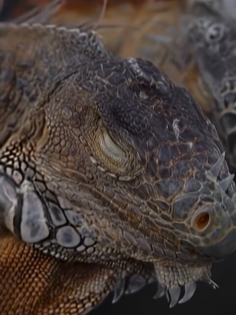 <p>Diante do cenário, autoridades emitiram alertas e autorizaram moradores a recolher os animais caídos e entregá-los às autoridades, reforçando que a iguana-verde é uma espécie invasora no estado.</p>
