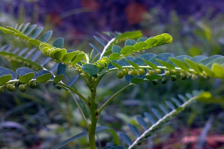 <p>Segundo a vice-presidente de Produção e Inovação em Saúde da Fiocruz, Priscila Ferraz, o projeto representa um avanço por oferecer uma alternativa terapêutica segura.</p>
