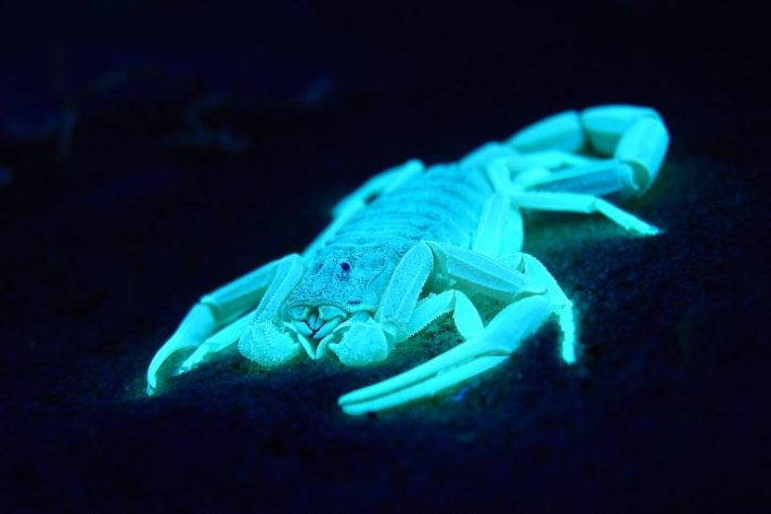 Animais brilham no escuro, luz UV, fotoluminescência | Flickr | Flickr - Matt Reinbold