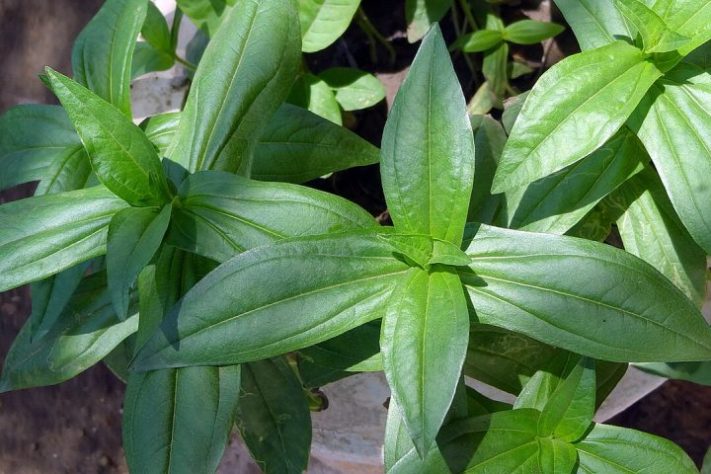 Planta Zinnia elegans – Wikimedia Commons/Aathavan jaffna