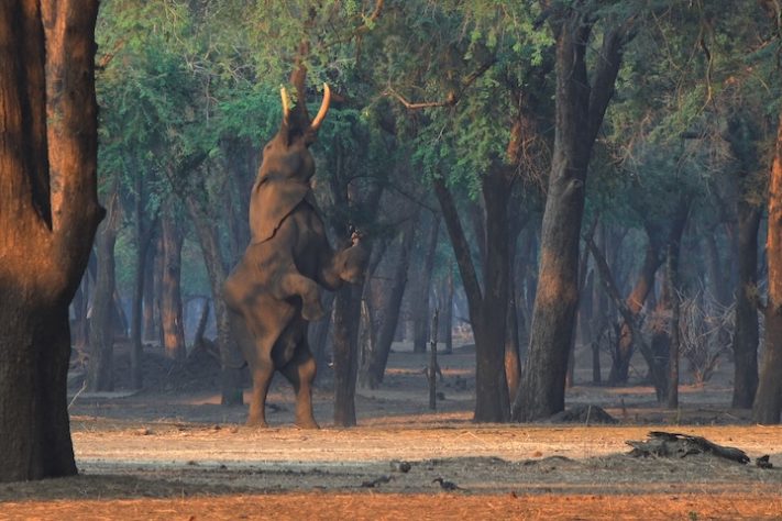 Lower Zambezi, Zâmbia – Reprodução