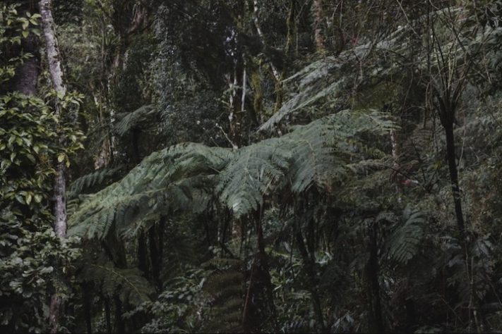 Mata, floresta de Nova Friburgo – Reprodução