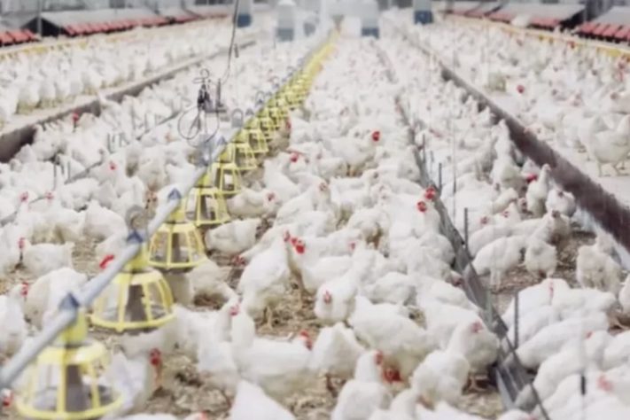 Galinhas, aves – Divulgação/Ministério da Agricultura