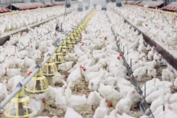 <p>Os próximos passos incluem testes em modelos de tecidos humanos e ajustes para ampliar a proteção contra variantes, com potencial de uso futuro no controle de surtos.</p>
