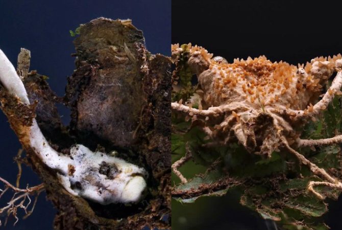 Pesquisadores descobrem novo ‘fungo zumbi’ em reserva florestal do Rio de Janeiro