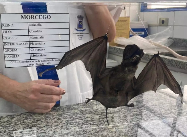 <p>Apesar do alerta, as autoridades destacam que não há motivo para pânico, pois a circulação do vírus é monitorada. A cidade abriga principalmente espécies que se alimentam de frutos e insetos, normalmente inofensivas.</p>
