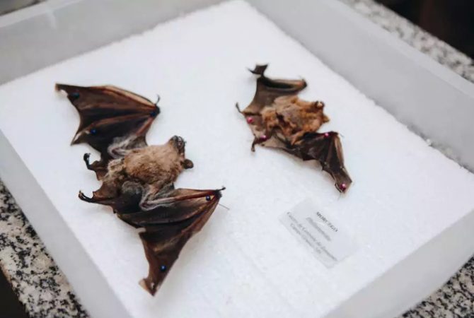 Campo Grande registra novo caso para raiva em morcego