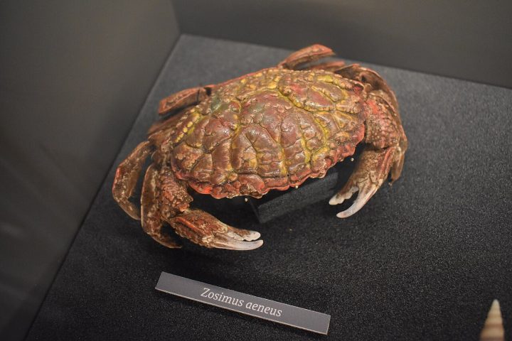 <p>Seus tecidos contêm concentrações altíssimas de neurotoxinas potentes, principalmente a saxitoxina e a tetrodotoxina.</p>
