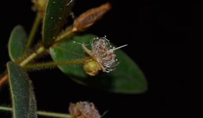 <p>Com porte entre 3 e 4 metros, ela foi descrita oficialmente em um estudo publicado na revista científica Phytotaxa no fim de 2025. O nome barbata faz alusão aos numerosos pelos dourados que cobrem galhos, folhas jovens e botões.</p>
