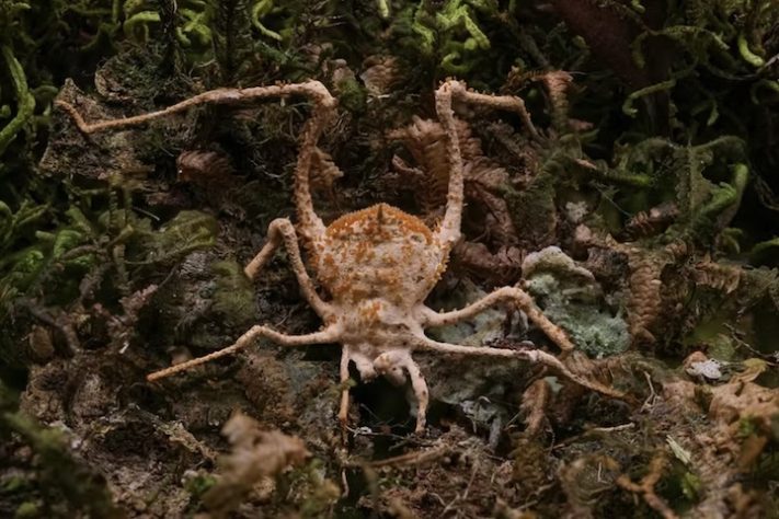 Nova espécie de fungo zumbi é descoberto em Nova Friburgo, no Rio de Janeiro – Divulgação/João Araújo