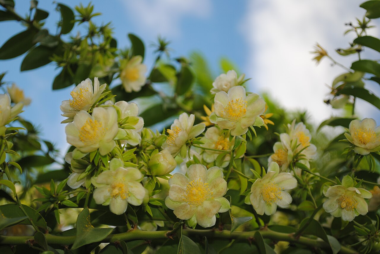 <p>A ora-pro-nóbis é uma das PANCs mais valorizadas no Brasil. As plantas alimentícias não convencionais ampliam o repertório gastronômico e nutricional. Com isso, promovem diversidade alimentar e valorização da cultura local.</p>
