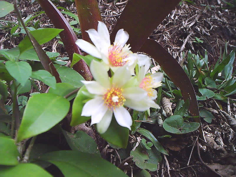 <p>É importante não confundir a ora-pro-nóbis com outras plantas. A identificação correta evita riscos de consumo de plantas tóxicas. Por isso, sempre observe espinhos discretos, folhas carnudas e flores características antes de colher.</p>
