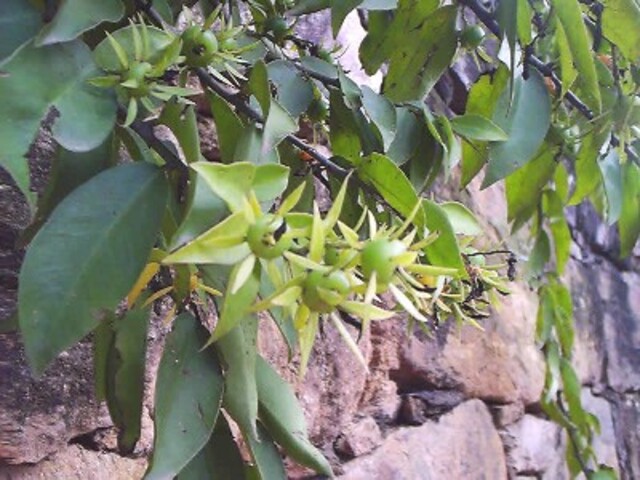 <p>Além dos minerais, a planta contém vitaminas como A e C. A vitamina A auxilia na saúde da visão e da pele, enquanto a C fortalece a imunidade. Juntas, tornam a ora-pro-nóbis ainda mais completa nutricionalmente.</p>
