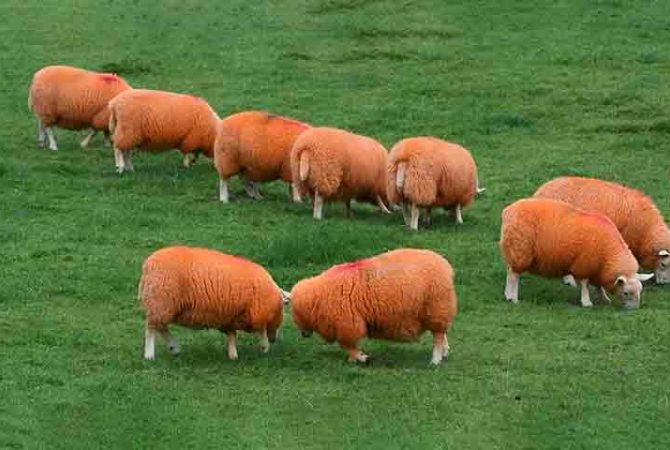 Ovelhas laranja de Cumbria: quando a cor vira proteção e atração turística