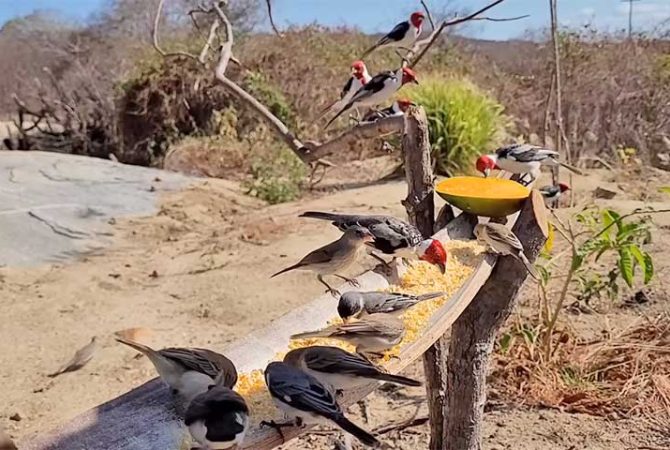 Alimentos de pássaros: descubra o que eles adoram comer