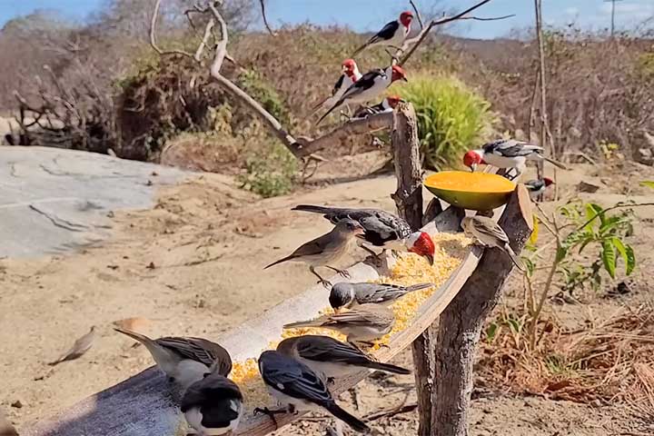 Comida de pássaros - Reprodução do Youtube