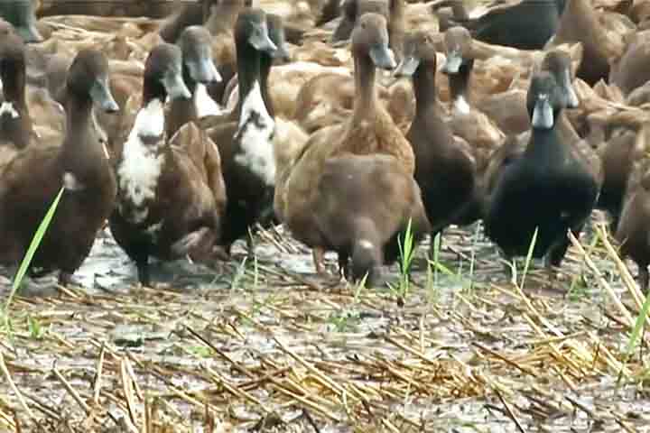 Patos se tornam ferramenta agrícola - Reprodução de vídeo CNN