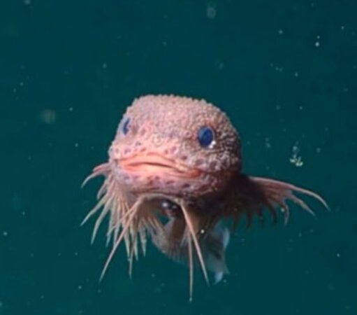 Cientistas revelam novas espécies em profundezas extremas do Pacífico