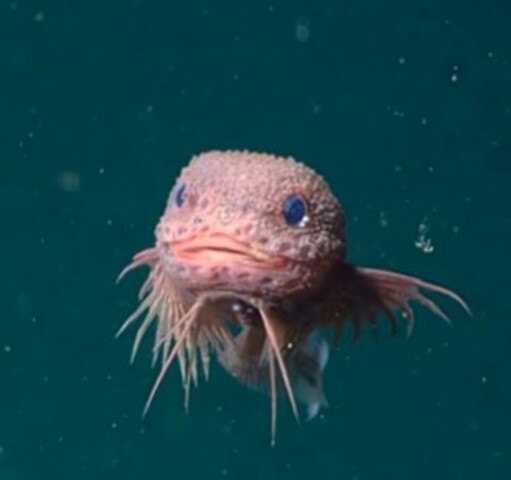 <p>A descoberta amplia para 450 o número de espécies válidas da família Liparidae. Esses peixes habitam ambientes frios e temperados, incluindo trincheiras com mais de 6.000 metros de profundidade.</p>
