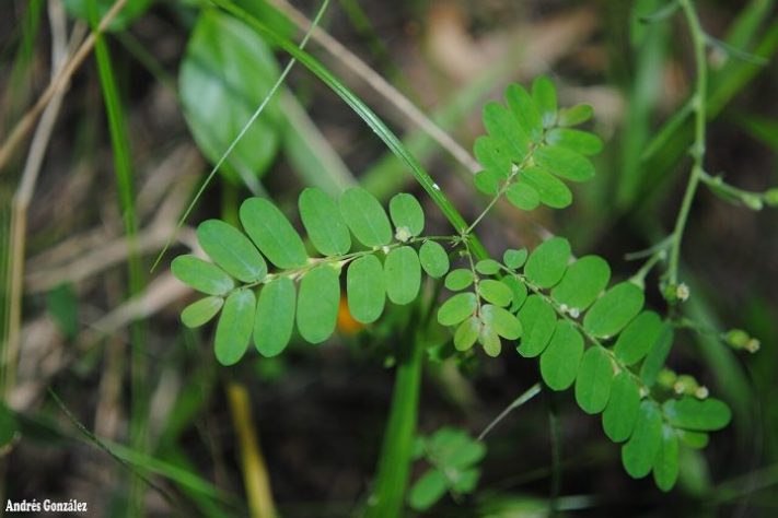 SUS vai lançar fitoterápico inovador feito com planta Quebra-pedra – Wikimedia Commons/Andrés González