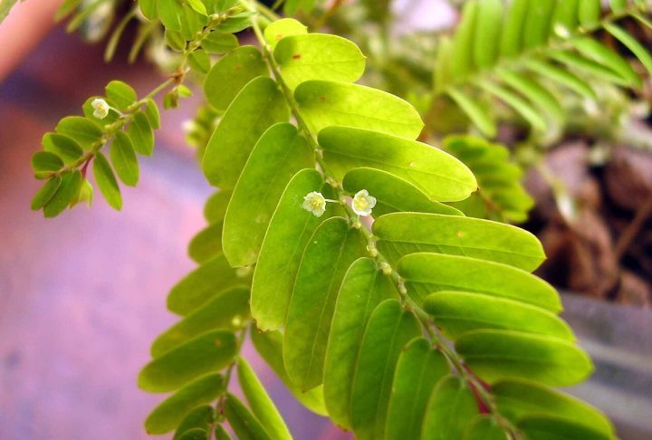 <p>Combate a parasitas: Possui compostos promissores no tratamento da Leishmaniose e da doença de Chagas, atacando os parasitas com baixa toxicidade para o ser humano.</p>
