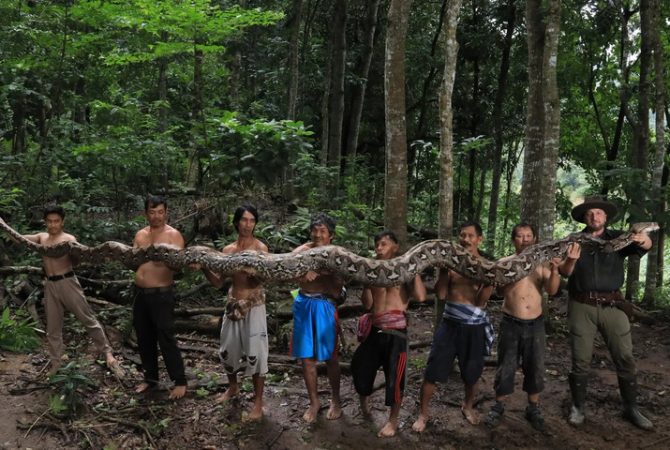 Cobra gigante da Indonésia entra para o livro dos recordes