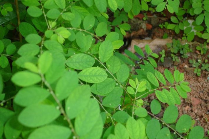 SUS vai lançar fitoterápico inovador feito com planta Quebra-pedra – Domínio Público/Toluaye