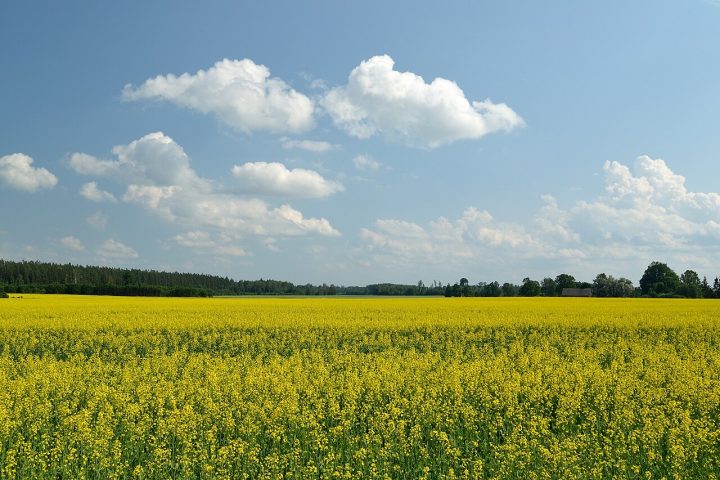 <p>Plantações de beterrabas e áreas jovens da planta colza são os principais alvos das emas.</p>

