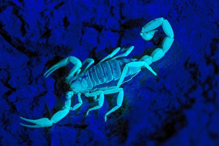 <p>Entre os exemplos mais conhecidos estão os escorpiões. Eles brilham graças a uma camada extremamente fina e resistente do exoesqueleto, conhecida como hialina.</p>
