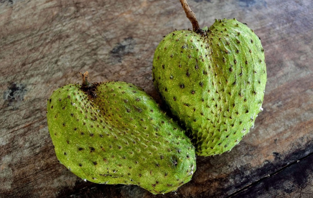 <p>A graviola conquista pelo gosto único, levemente ácido e refrescante, que agrada tanto em sucos quanto em sobremesas. Essa versatilidade culinária facilita sua presença na mesa, trazendo variedade e tornando a alimentação mais divertida e nutritiva.</p>
