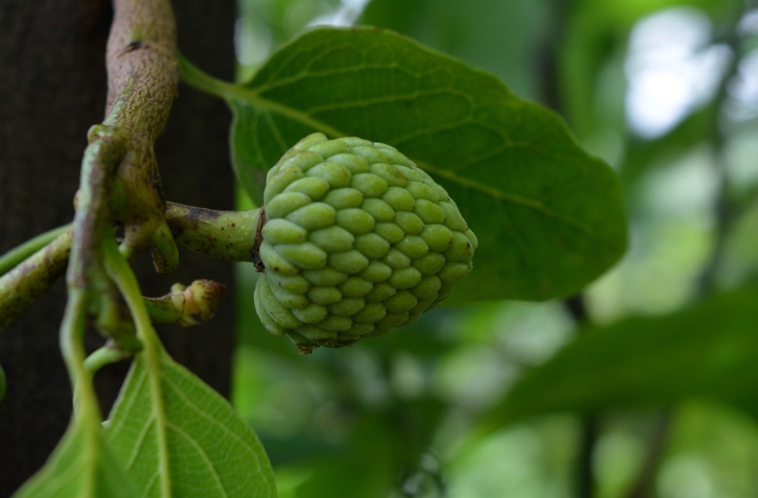 <p>Quem deseja comeÃ§ar deve observar o clima da regiÃ£o, avaliar o solo e buscar mudas de qualidade. Com acompanhamento tÃ©cnico e prÃ¡tica gradual, cada safra se torna uma oportunidade de aprender e colher frutos ainda melhores.</p>
