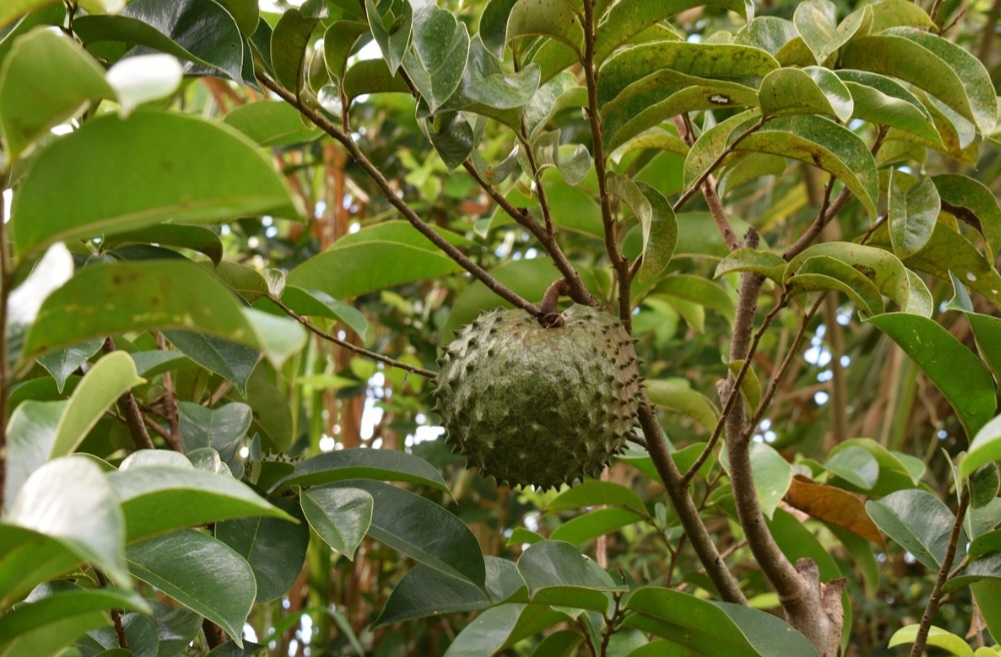 <p>Manter o espaço ao redor das plantas livre de mato e resíduos reduz a competição por nutrientes. Esse cuidado também previne pragas e doenças, garantindo um pomar mais saudável.</p>
