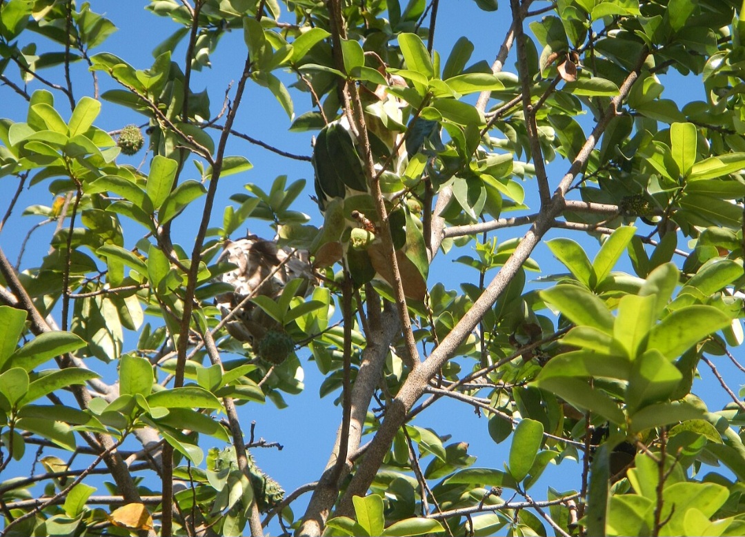 <p>Realizar podas regulares ajuda a arejar a copa e controlar o crescimento da árvore. Esse manejo simples favorece a entrada de luz e melhora a qualidade dos frutos produzidos.</p>
