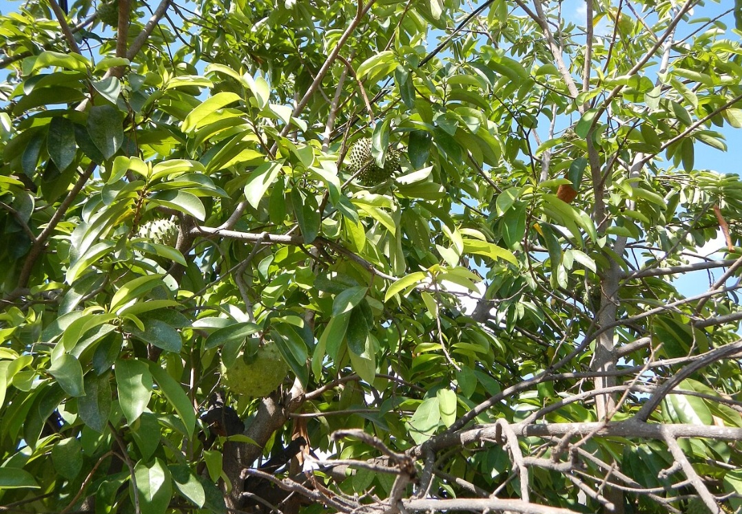 <p>Ao posicionar a muda no centro da cova, é importante manter o colo da planta ao nível do solo. A leve compactação da terra ao redor ajuda a fixar a planta e a protegê-la contra instabilidades.</p>
