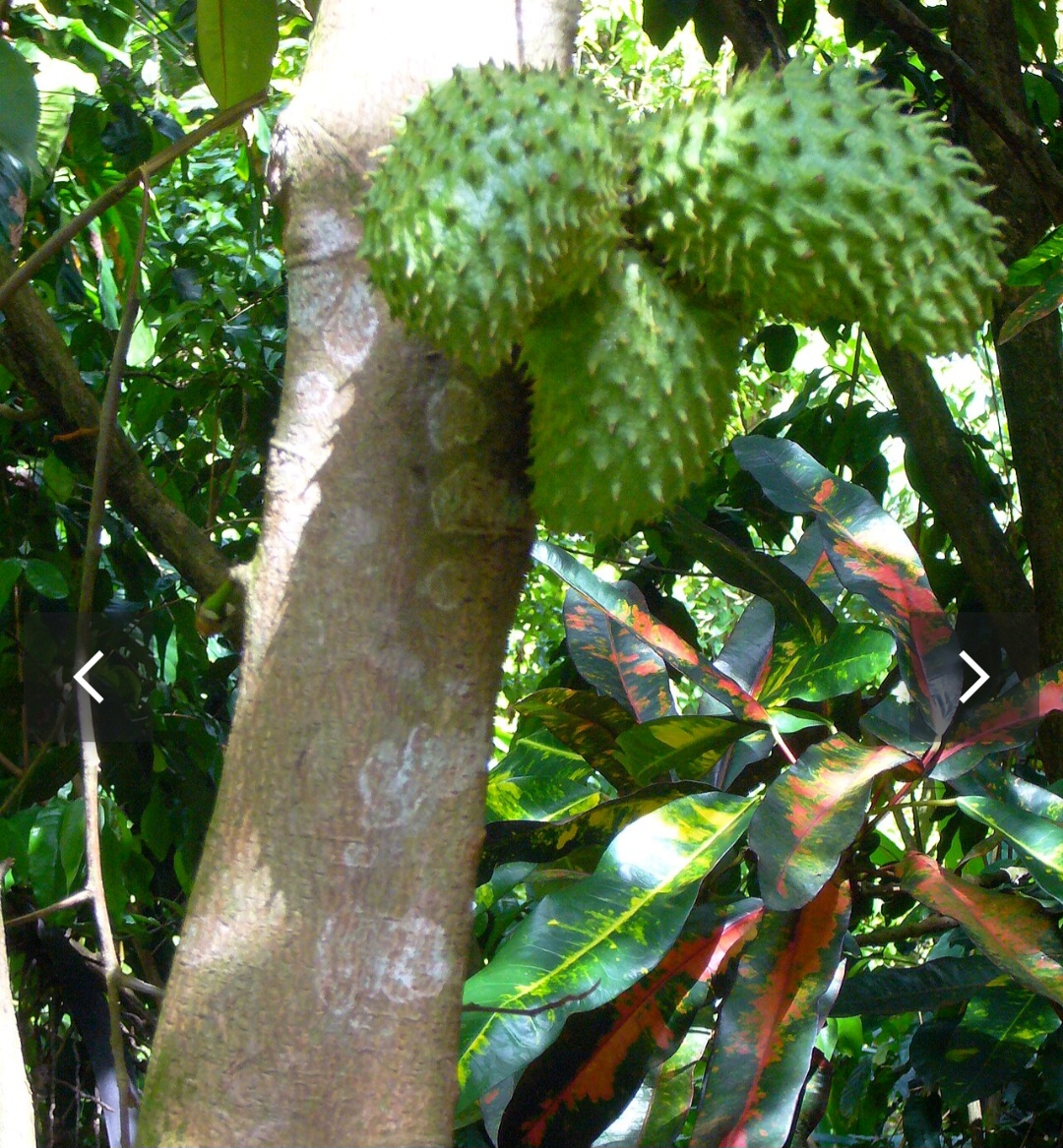 <p>A graviola encanta pelo fruto de polpa branca e sabor marcante, que pode ser consumido in natura ou em sucos e sobremesas. Suas folhas despertam curiosidade por possíveis usos em chás, tornando a árvore uma opção que une beleza, aroma e nutrição.</p>
