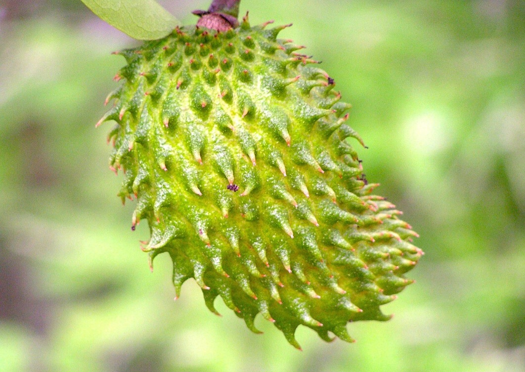 <p>Os frutos devem ser colhidos quando começam a amolecer levemente, indicando maturação adequada. Esse momento assegura sabor intenso e textura ideal para consumo ou preparo de receitas.</p>
