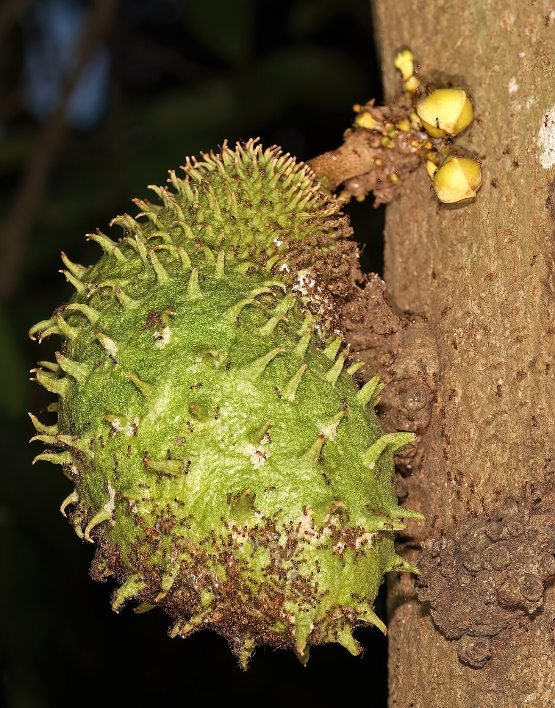 <p>Após o estabelecimento do pomar, a adubação periódica com insumos orgânicos e minerais mantém a planta vigorosa. Sempre que possível, recomenda-se seguir orientações de análise de solo para maior precisão.</p>
