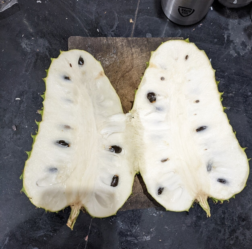 <p>Rica em fibras e vitamina C, a graviola contribui para o bom funcionamento do intestino e fortalece o sistema imunológico. Ao ser incluída na dieta, ajuda a equilibrar a ingestão de nutrientes essenciais, promovendo saúde e energia no dia a dia.</p>
