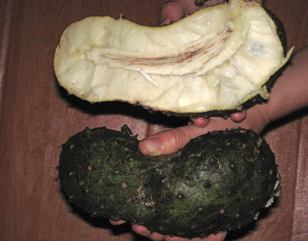 <p>A vitamina C presente na polpa atua como antioxidante, combatendo radicais livres e favorecendo a proteção celular. Esse efeito é associado à prevenção de envelhecimento precoce e ao fortalecimento da defesa natural do organismo.</p>
