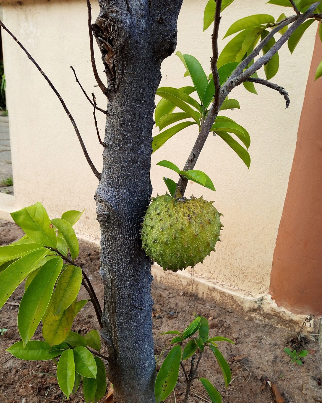 <p>Nos primeiros meses, regas frequentes são fundamentais para estimular o enraizamento. No entanto, é preciso evitar excesso de água, garantindo equilíbrio entre umidade e oxigenação do solo.</p>
