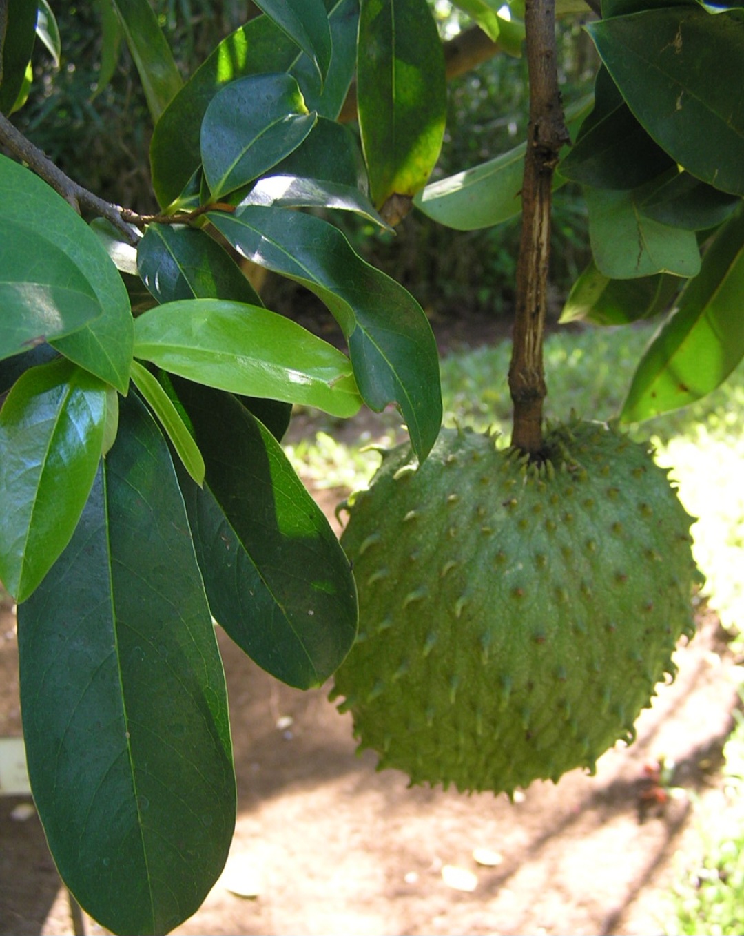 <p>As covas geralmente medem 40 cm em todas as dimensões e devem ser preenchidas com terra fértil misturada a adubo. Esse cuidado inicial favorece o enraizamento e a nutrição da muda desde os primeiros dias.</p>
