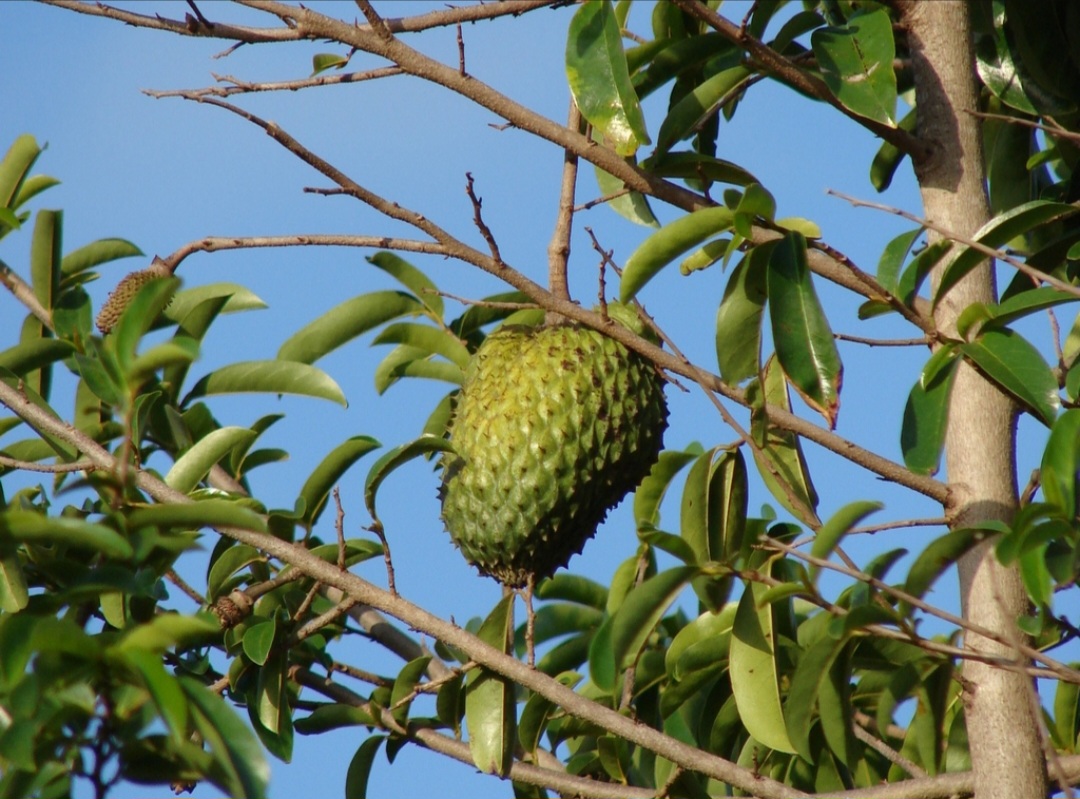 <p>Para cultivar graviola com segurança, é preciso unir clima tropical, solo fértil e manejo cuidadoso. Esses parâmetros ajudam a planejar o cultivo e aumentam as chances de sucesso na produção.</p>
